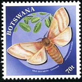 Wild Silk Moth (Rufobrunnea aurivillius)
