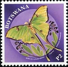 African Moon Moth (Argema mimosae)