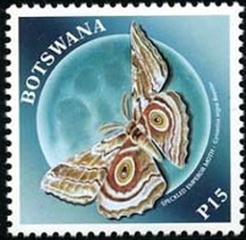 Speckled Emperor (Gynanisa nigra) 