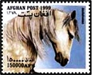 Andalusian Horse (Equus ferus caballus)