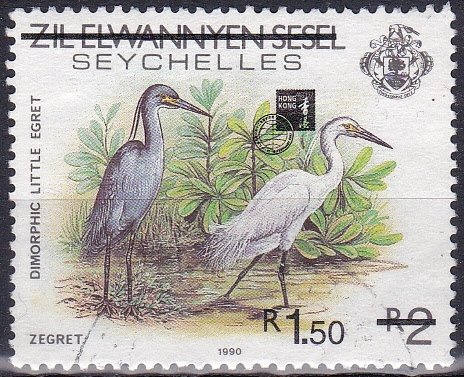 Dimorphic Egret (Egretta dimorpha)