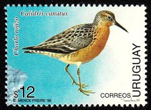 Stamp, Red Knot (Calidris canutus), Uruguay,  , Birds, Animals (Fauna)