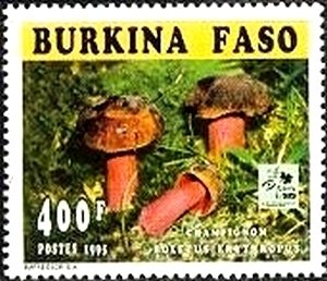 Boletus erythropus