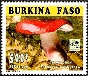 Russula sanguinea