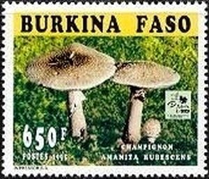 Amanita rubescens