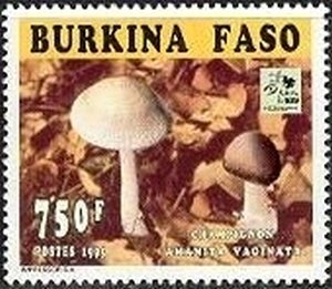 Amanita vaginata