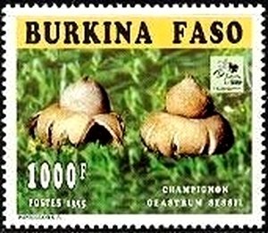 Geastrum sessil