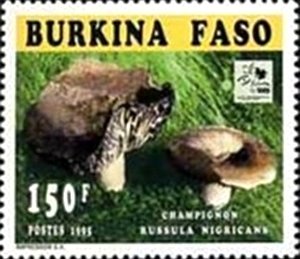 Russula nigricans