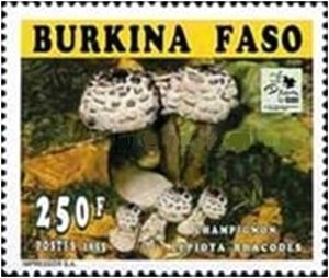 Lepiota rhacodes