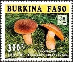 Xerocomus subtomentos