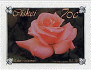 Roses: Esther Geldenhuys
