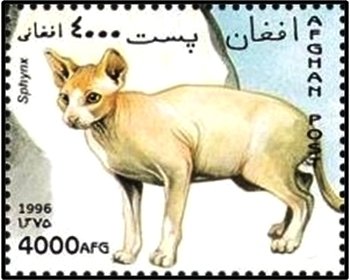 Sphinx Cat (Felis silvestris catus)