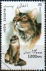 Somali (Felis silvestris catus)