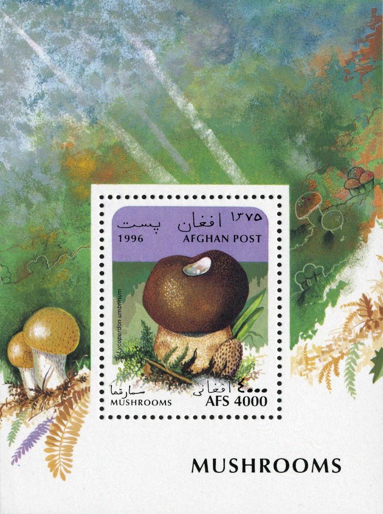 Lycoperdon umbrinum