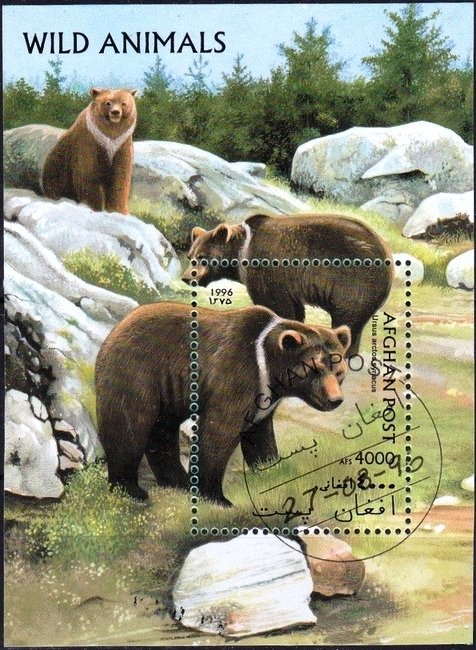 Syrian Brown Bear (Ursus arctos syriacus)