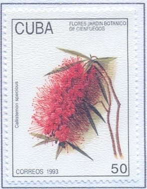 Callistemon speciosus