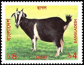 Goat (Capra hircus)