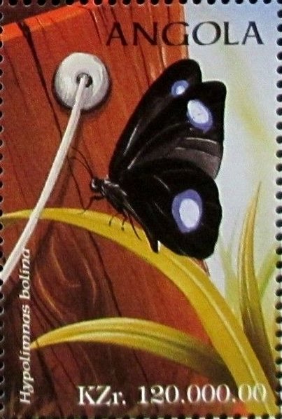 Blue Moon Butterfly (Hypolimnas bolina)