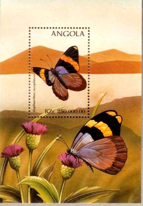 Gold Banded Forester (Euphaedra neophron)