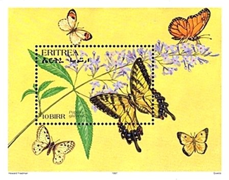 Eastern Tiger Swallowtail (Papilio glaucus)