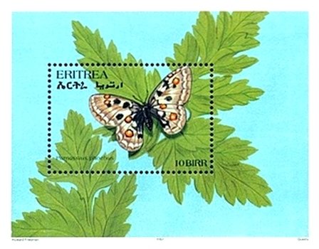 Small Apollo (Parnassius phoebus)