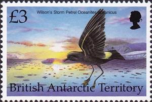 Stamp, Wilson's Storm Petrel (Oceanites oceanicus), British Antarctic Territory (BAT),  , Birds