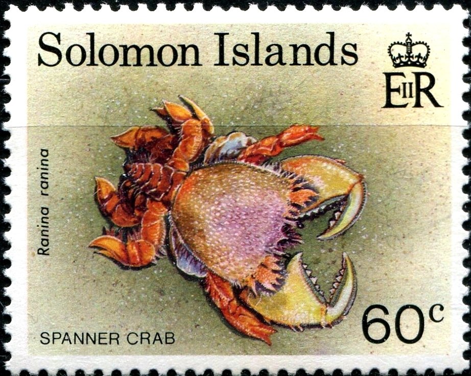 Spanner Crab (Ranina ranina)
