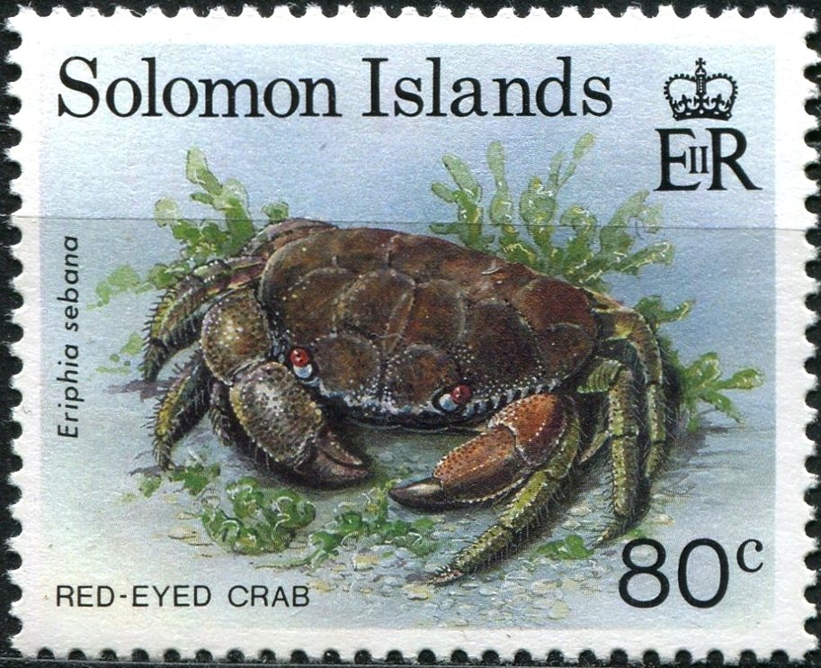 Red-eyed Rock Crab (Eriphia sebana)
