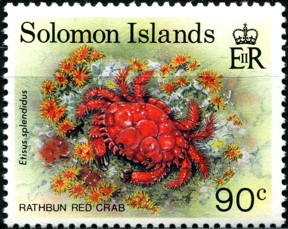Splendid Round Crab (Etisus splendidus)