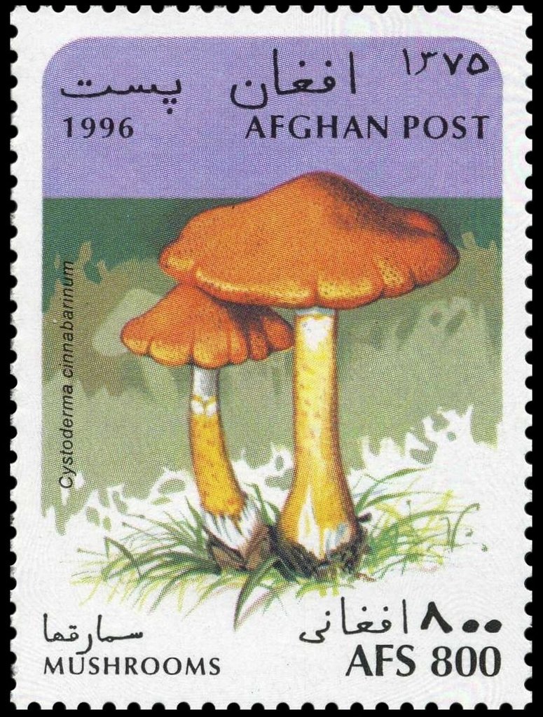 Cystoderma terrei