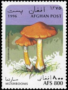 Stamp, Cystoderma terrei, Afghanistan,  , Mushrooms