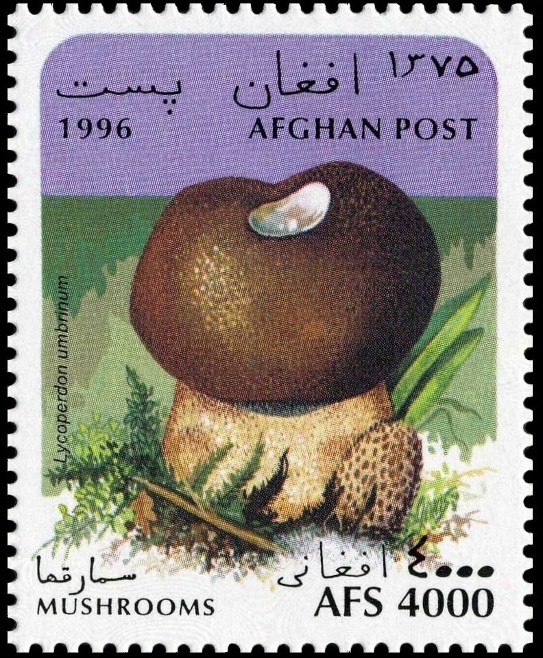 Lycoperdon umbrinum