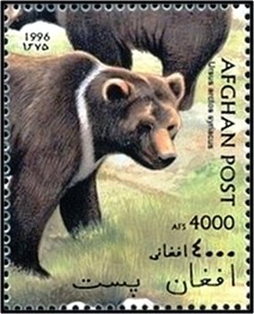 Syrian Brown Bear (Ursus arctos syriacus)