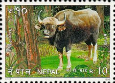 Stamp, Gaur (Bos gaurus), Nepal,  , Mammals, Animals (Fauna)
