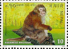 Assam Macaque (Macaca assamensis)