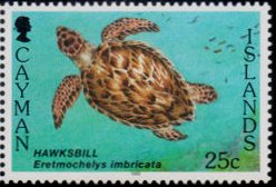 Hawksbill Turtle (Eretmochelys imbricata)