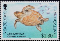 Loggerhead (Caretta caretta)
