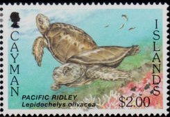 Olive Ridley Sea Turtle (Lepidochelys olivacea)
