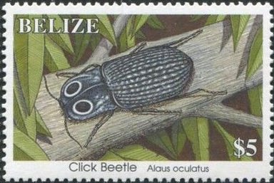 Eastern-eyed Click Beetle (Alaus oculatus)