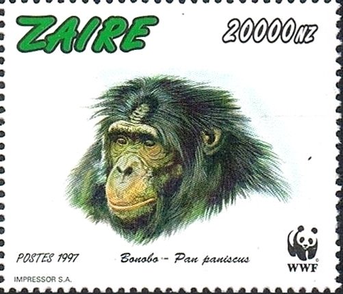 Bonobo (Pan paniscus)