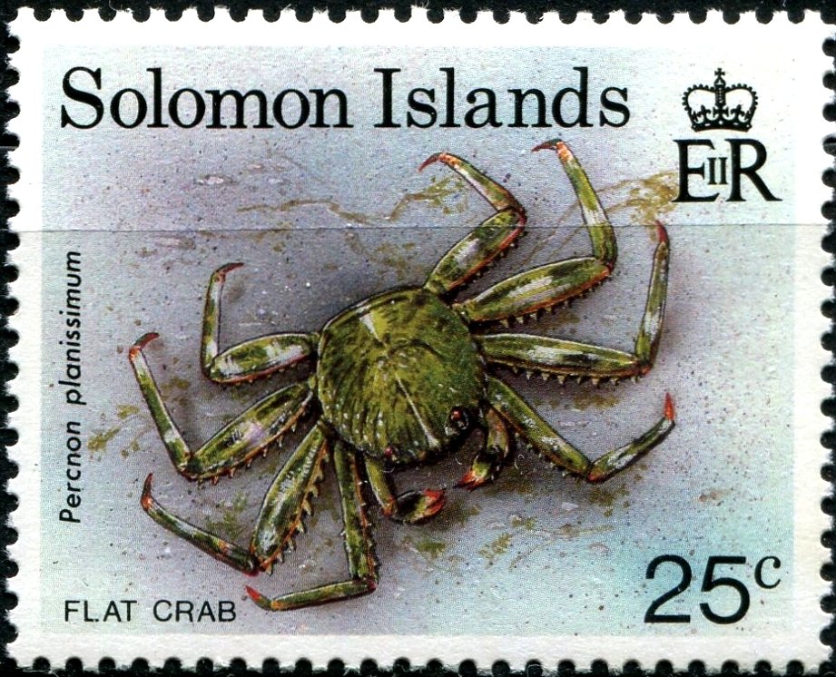 Flat Rock Crab (Percnon planissimus)