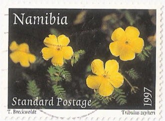 Flowers: Tribulus zeyheri