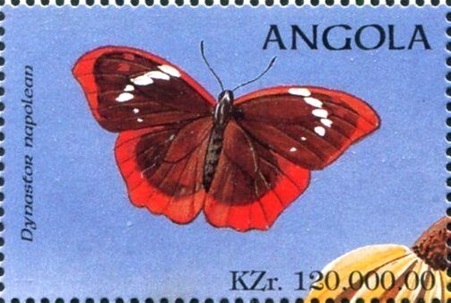 (Dynastor napoleon)