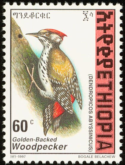 Abyssinian Woodpecker - Dendropicos abyssinicus