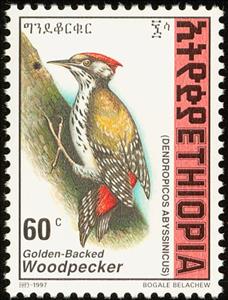Stamp, Abyssinian Woodpecker - Dendropicos abyssinicus, Ethiopia,  , Birds