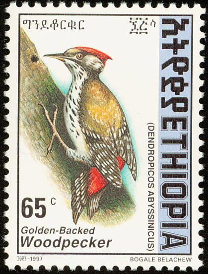 Abyssinian Woodpecker - Dendropicos abyssinicus