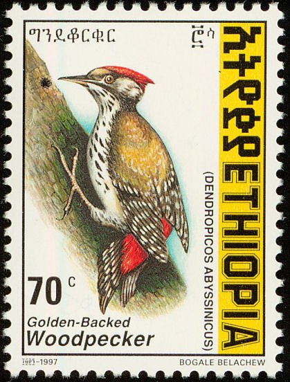 Abyssinian Woodpecker - Dendropicos abyssinicus