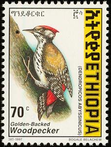Stamp, Abyssinian Woodpecker - Dendropicos abyssinicus, Ethiopia,  , Birds