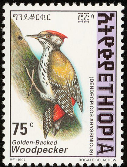 Abyssinian Woodpecker - Dendropicos abyssinicus