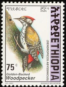 Stamp, Abyssinian Woodpecker - Dendropicos abyssinicus, Ethiopia,  , Birds